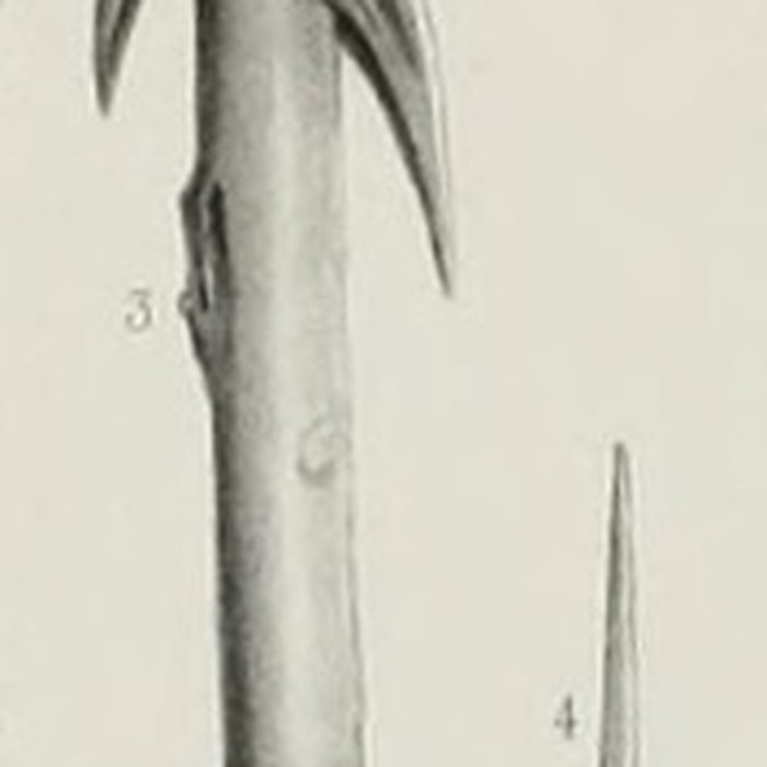 Photo de Grotte ornée paléolithique du Rocher de Ker à Massat