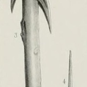 Grotte ornée paléolithique du Rocher de Ker à Massat