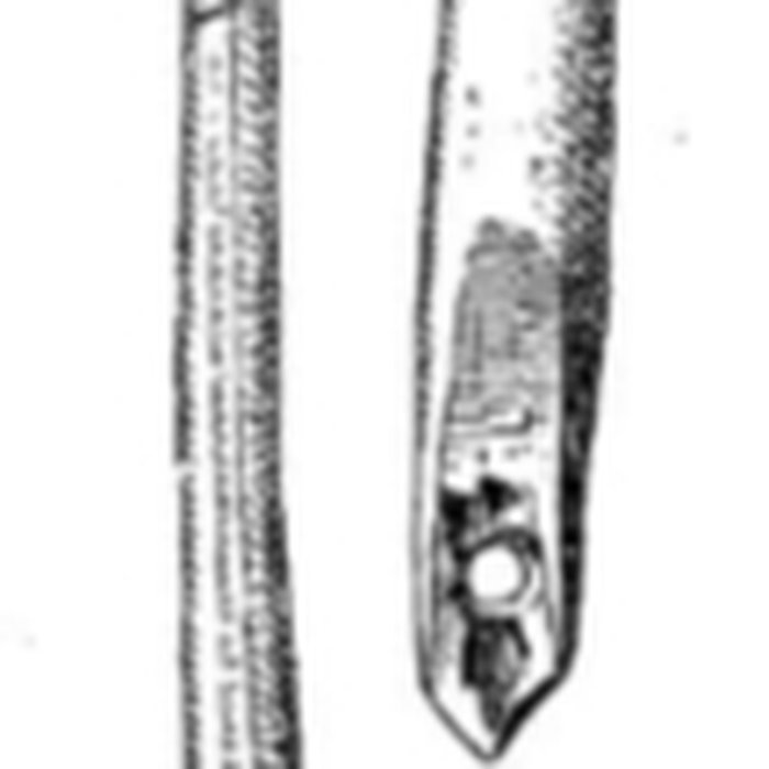 Photo de Grottes de la vallée de la Save à Lespugue