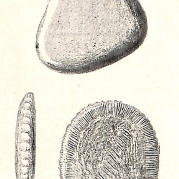 Grottes de la vallée de la Save à Lespugue