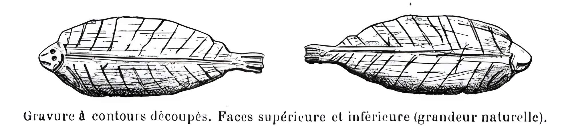 Grottes de la vallée de la Save à Lespugue