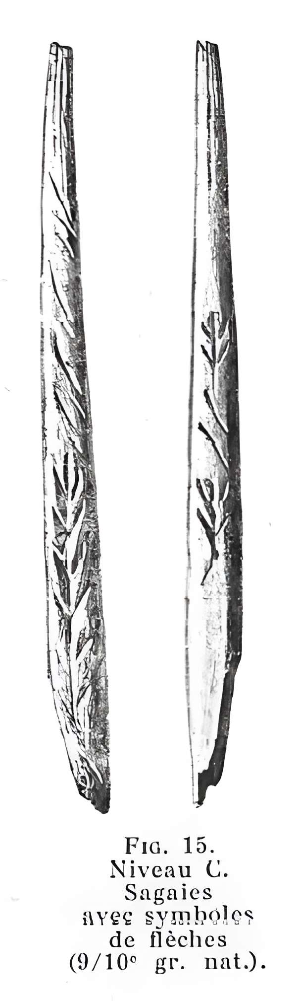 Grottes de la vallée de la Save à Lespugue