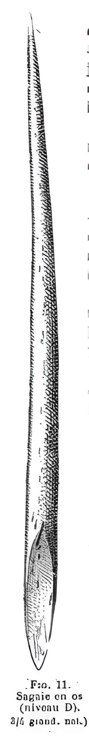 Grottes de la vallée de la Save à Lespugue