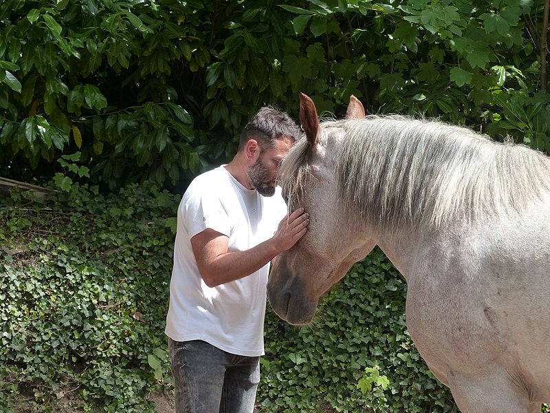 Haras national de Hennebont