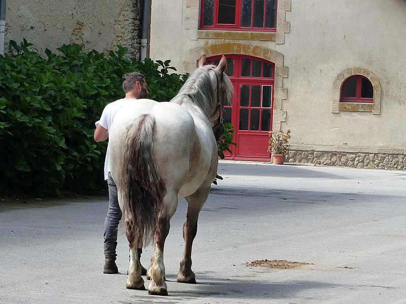 Haras national de Hennebont