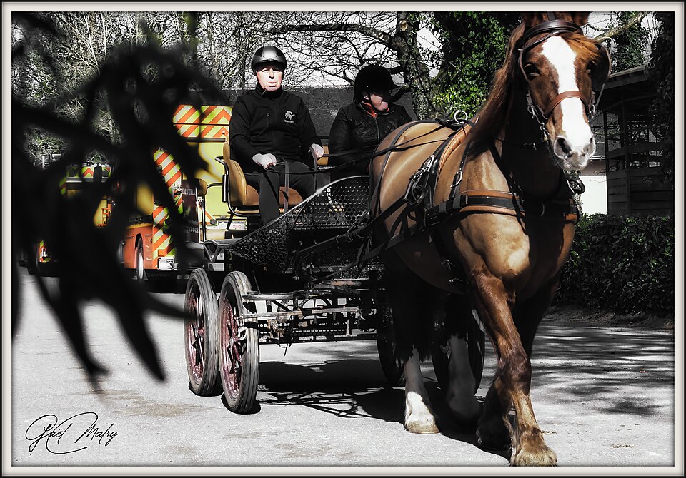 Haras national de Hennebont