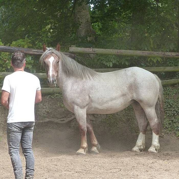 Photo de Haras national de Hennebont