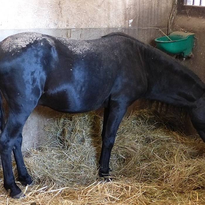 Photo de Haras national de Hennebont