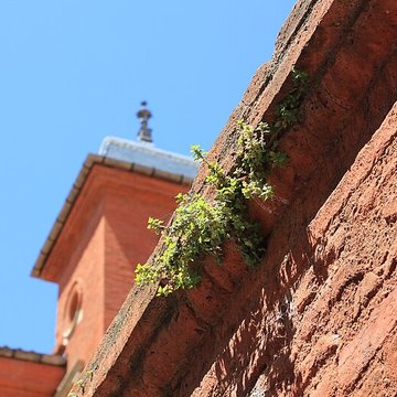 Hôtel Caulet-Resseguier à Toulouse 