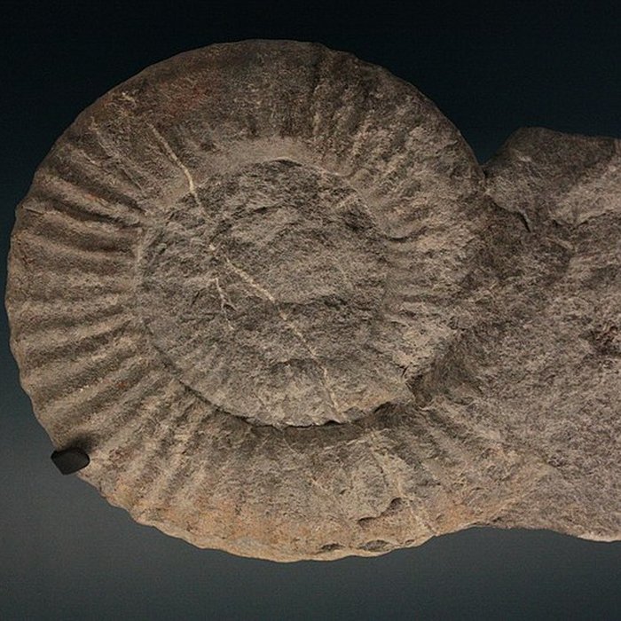 Photo de Hôtel de Fleury à Lodève