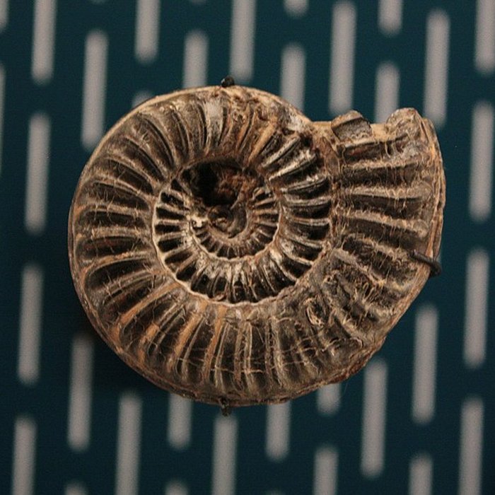 Photo de Hôtel de Fleury à Lodève