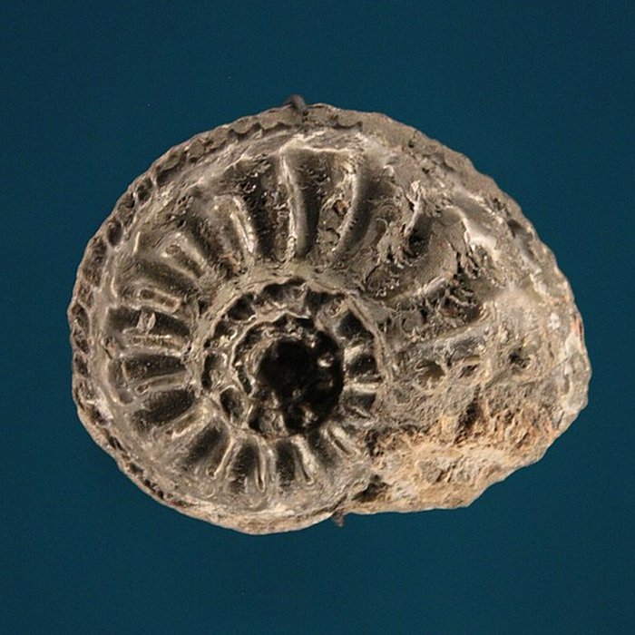 Photo de Hôtel de Fleury à Lodève