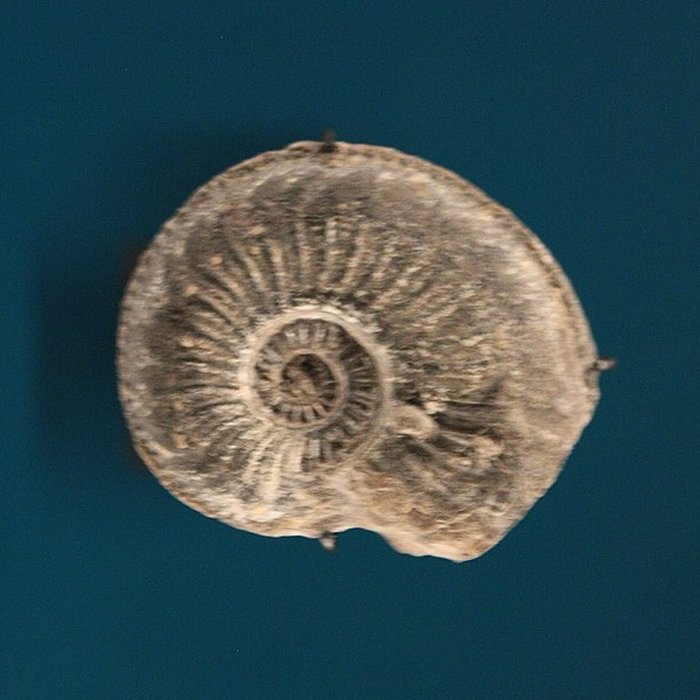 Photo de Hôtel de Fleury à Lodève