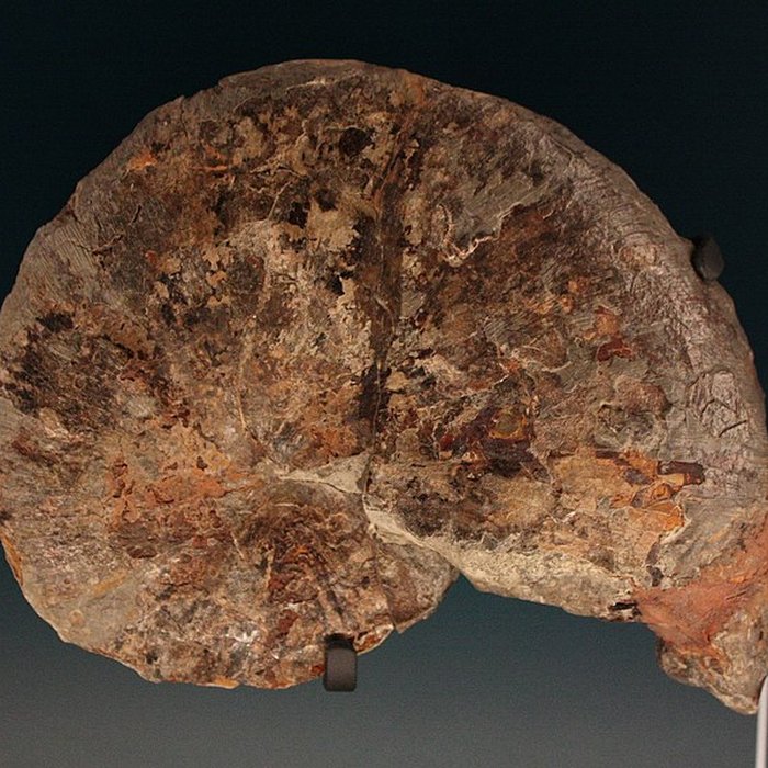 Photo de Hôtel de Fleury à Lodève