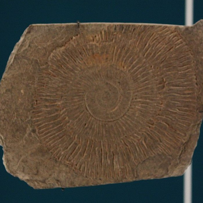 Photo de Hôtel de Fleury à Lodève