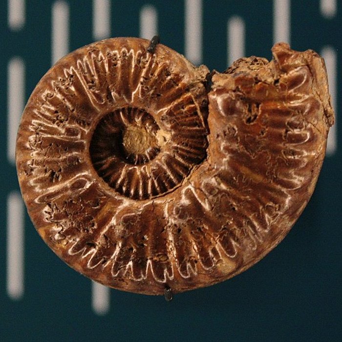 Photo de Hôtel de Fleury à Lodève