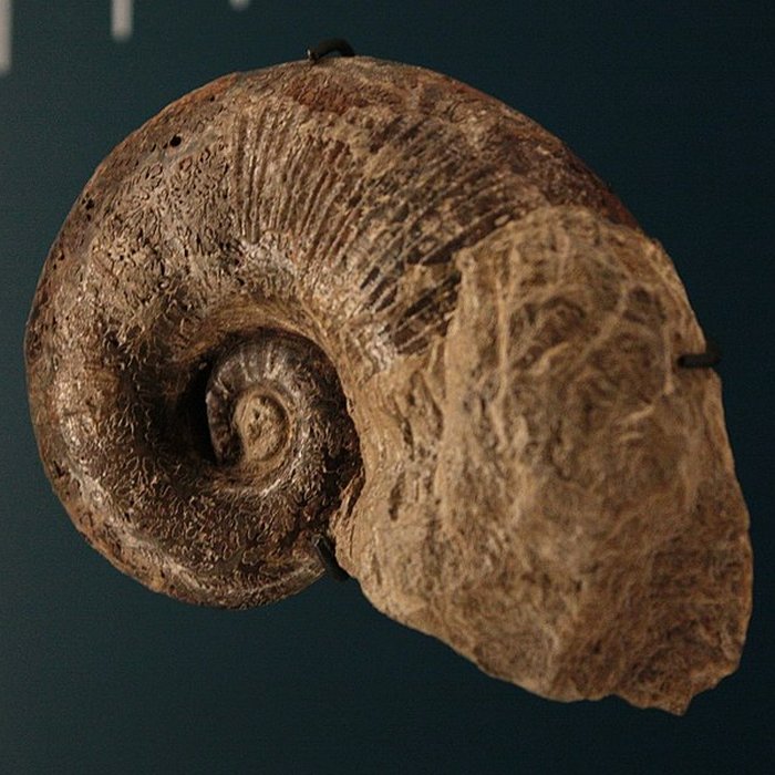 Photo de Hôtel de Fleury à Lodève