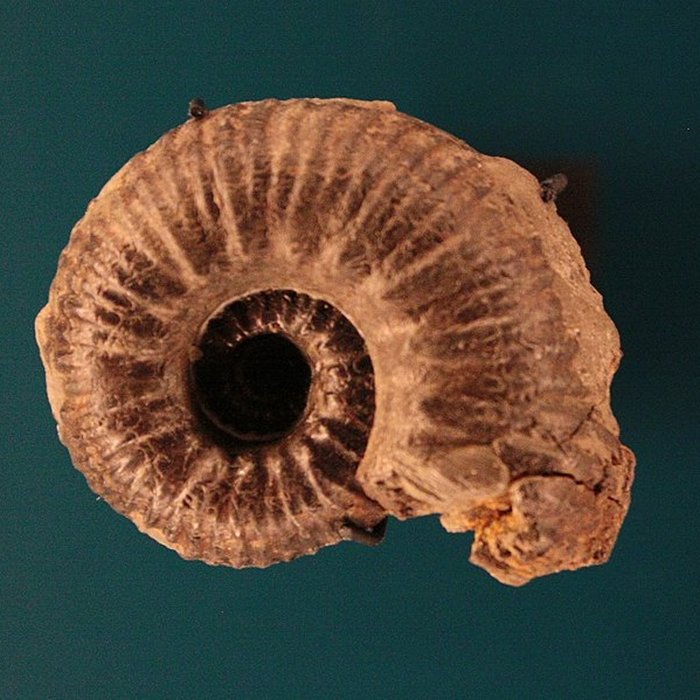 Photo de Hôtel de Fleury à Lodève