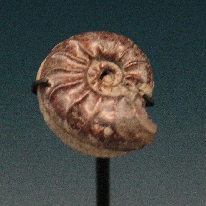 Photo de Hôtel de Fleury à Lodève