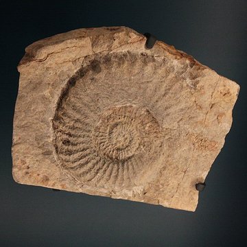 Hôtel de Fleury à Lodève