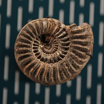 Hôtel de Fleury à Lodève