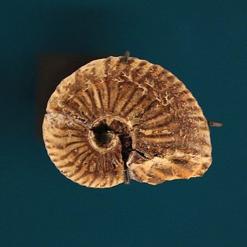 Hôtel de Fleury à Lodève