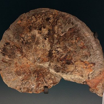 Hôtel de Fleury à Lodève