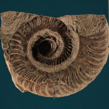 Hôtel de Fleury à Lodève