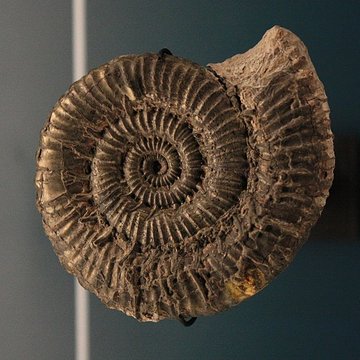 Hôtel de Fleury à Lodève