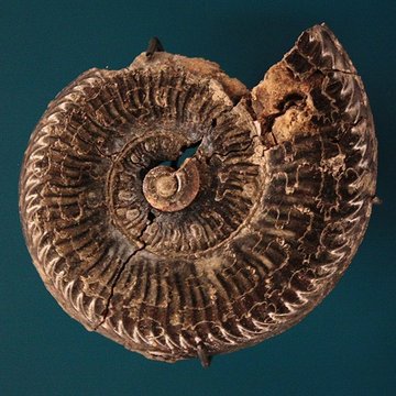 Hôtel de Fleury à Lodève