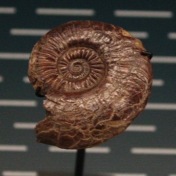 Hôtel de Fleury à Lodève