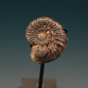 Hôtel de Fleury à Lodève