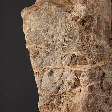 Hôtel de Fleury à Lodève