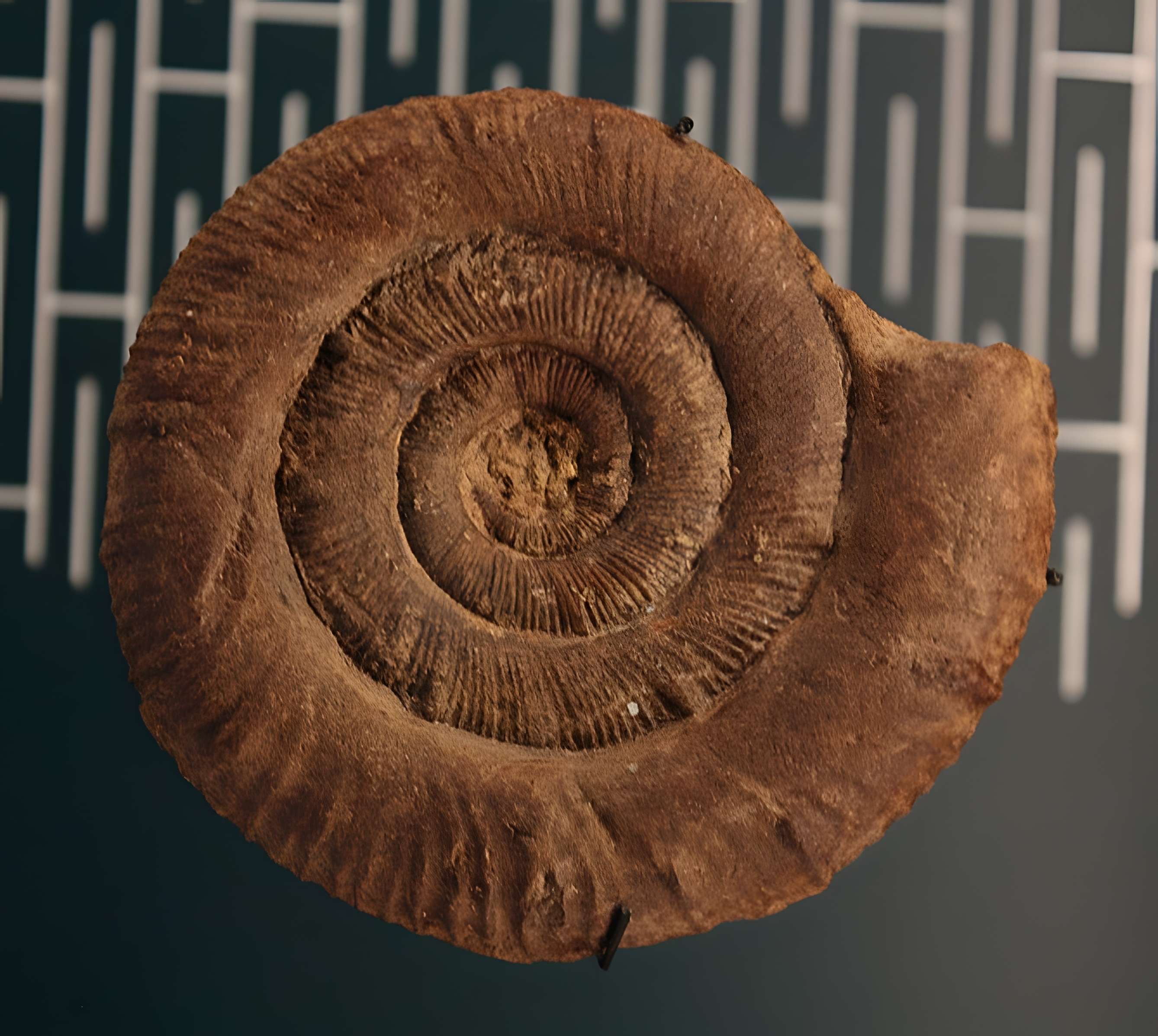 Hôtel de Fleury à Lodève