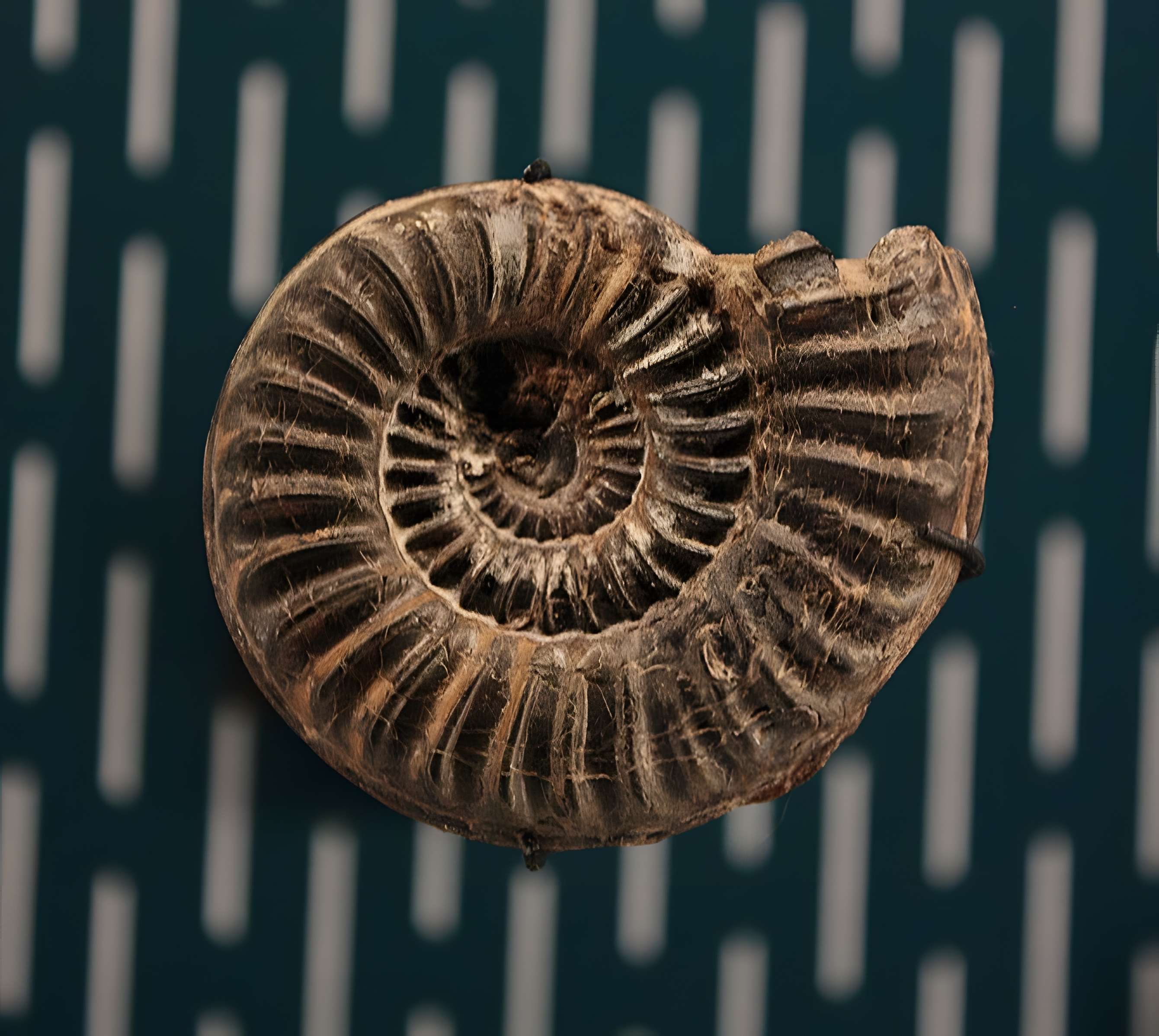 Hôtel de Fleury à Lodève