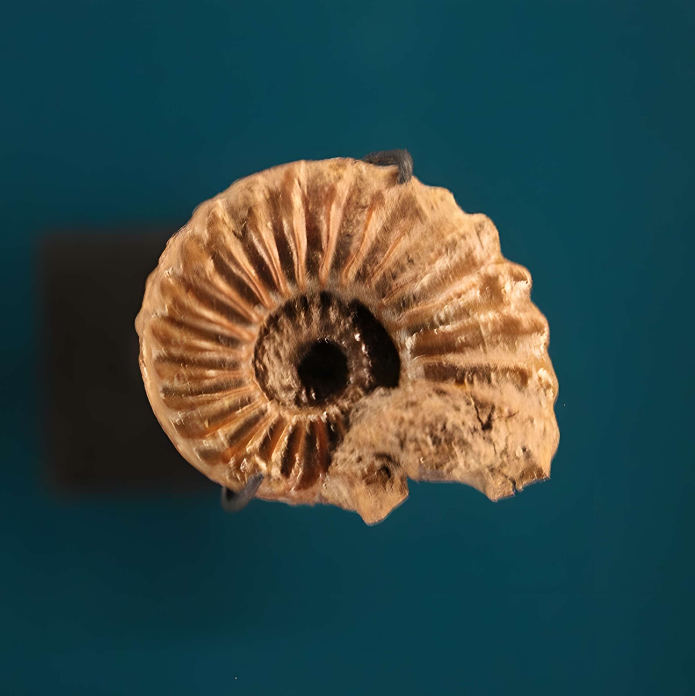 Hôtel de Fleury à Lodève