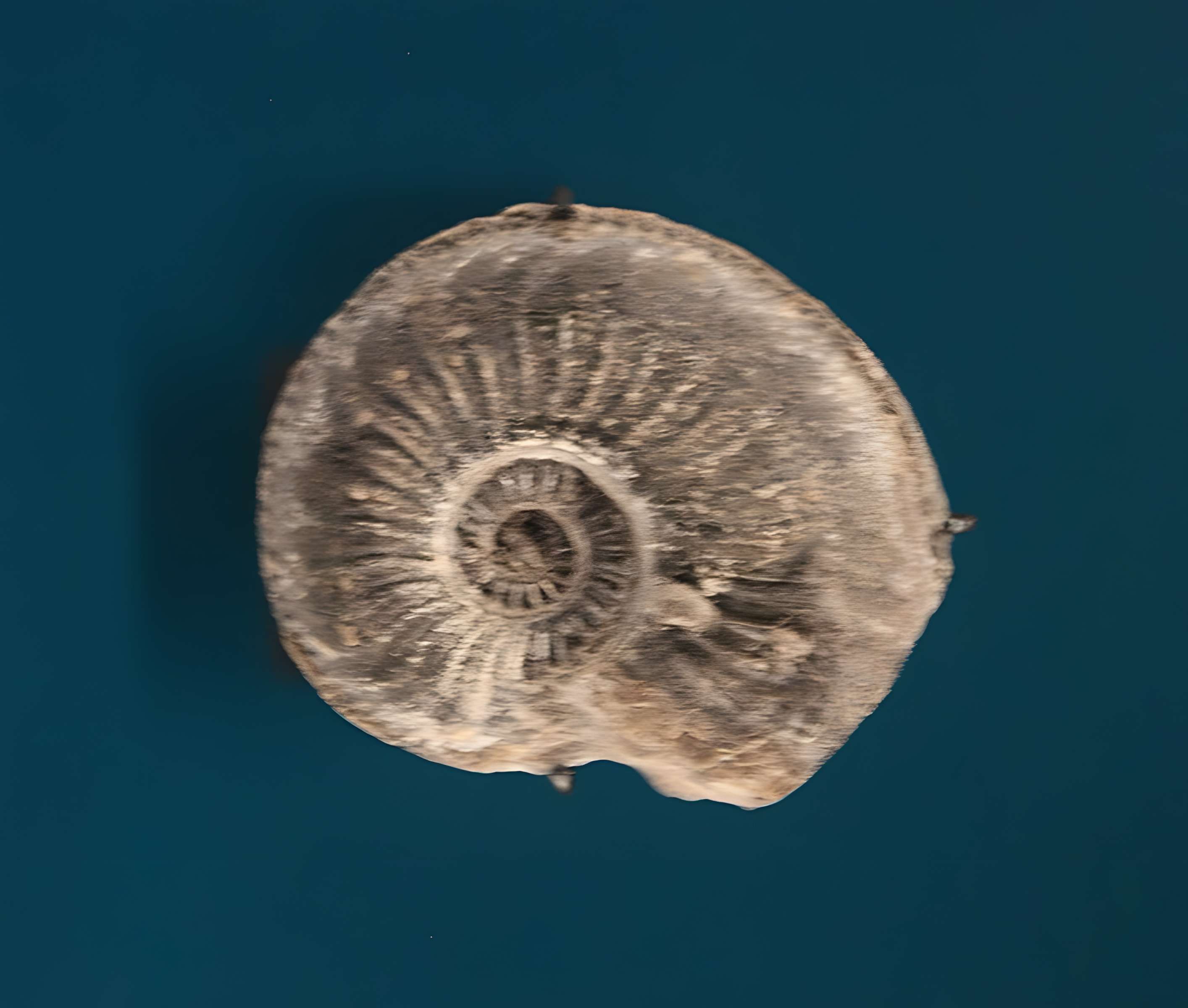 Hôtel de Fleury à Lodève