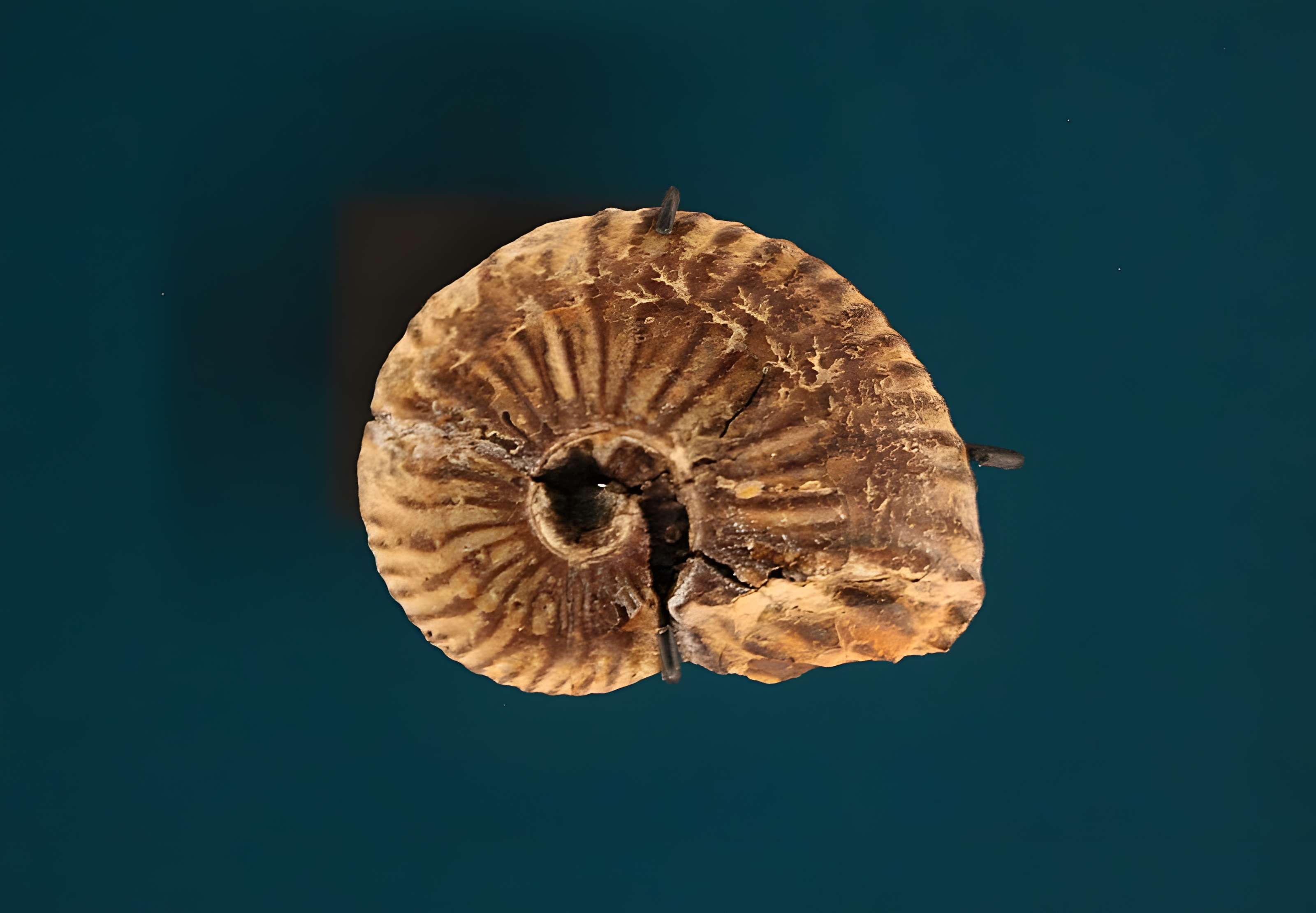 Hôtel de Fleury à Lodève