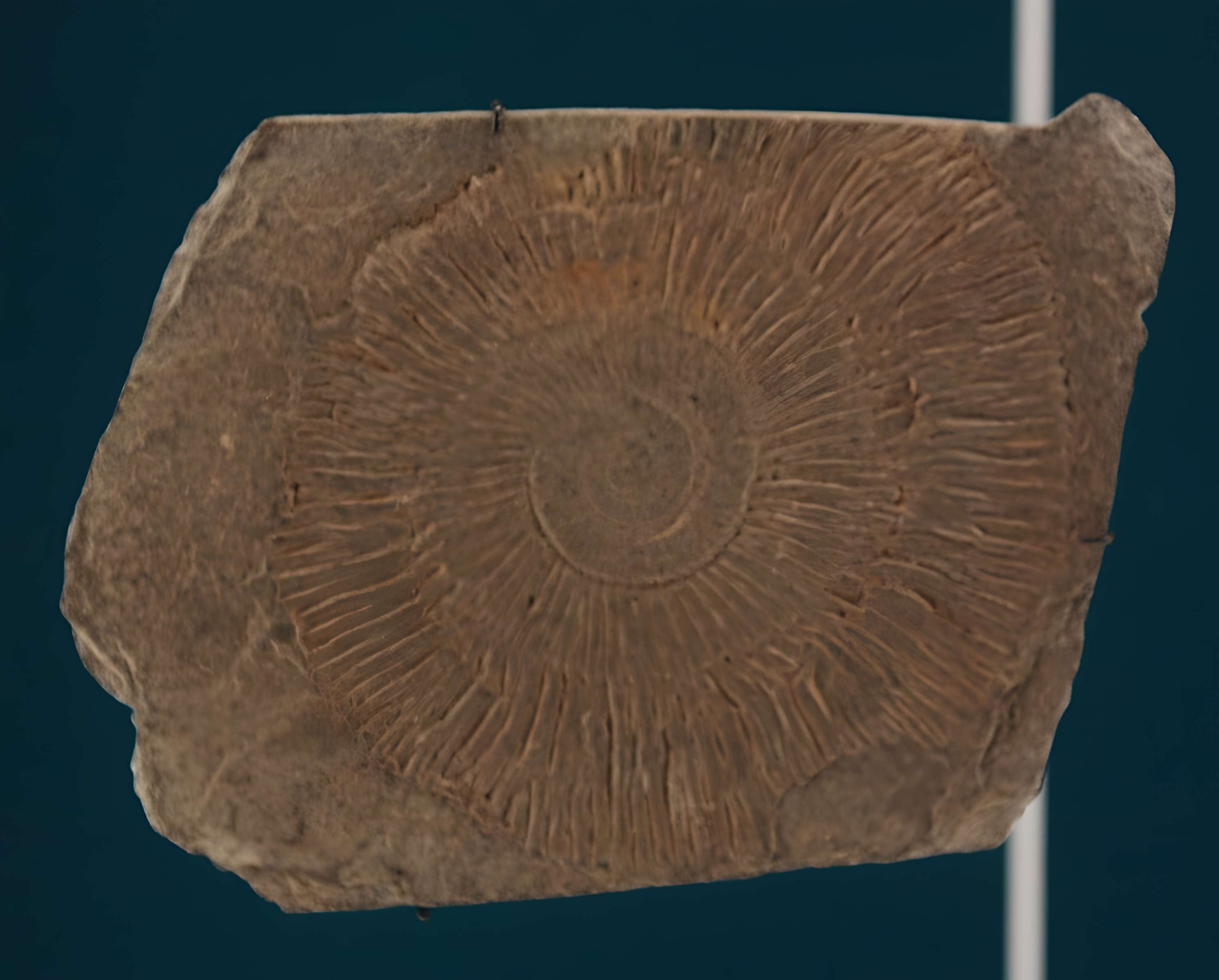 Hôtel de Fleury à Lodève