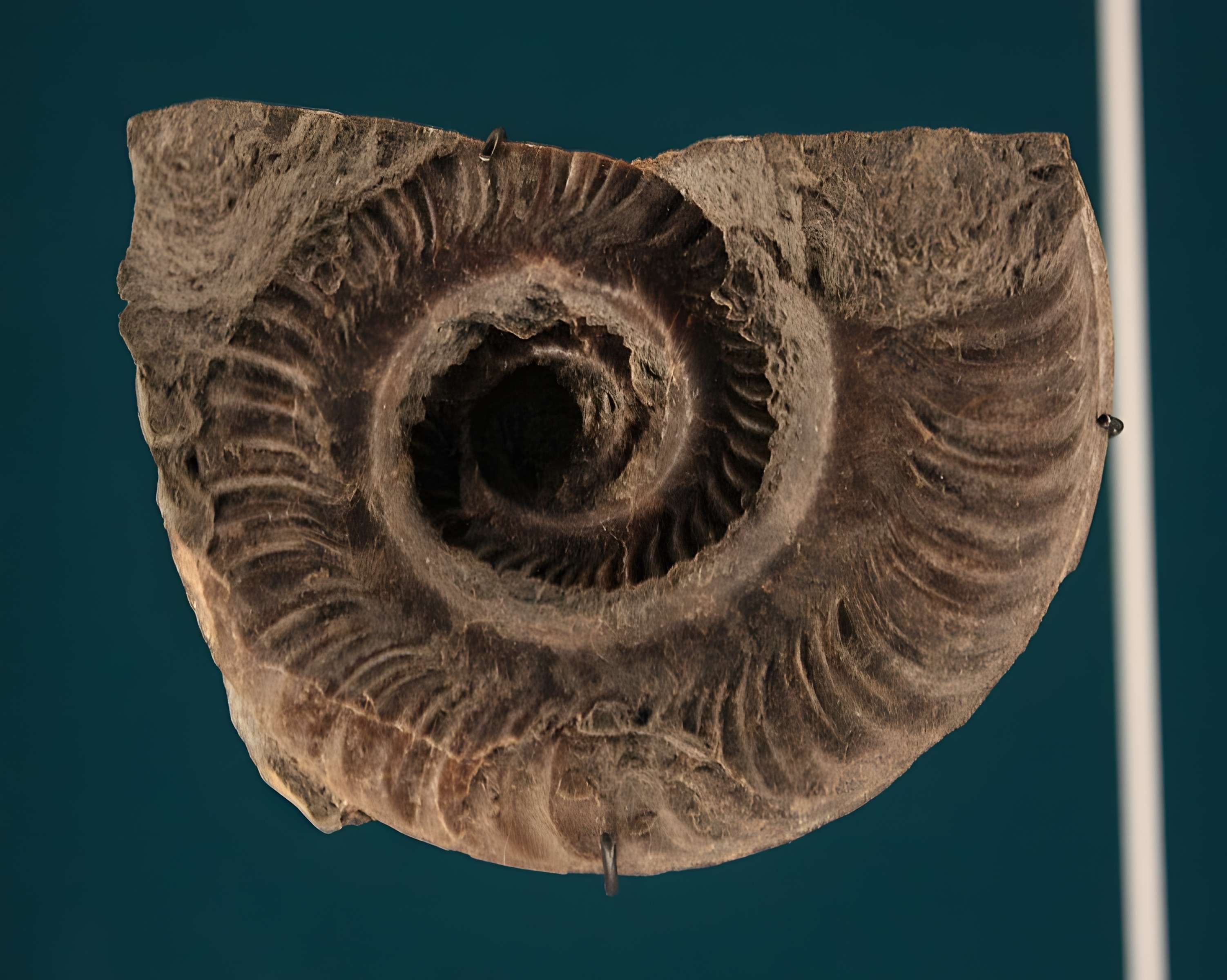 Hôtel de Fleury à Lodève