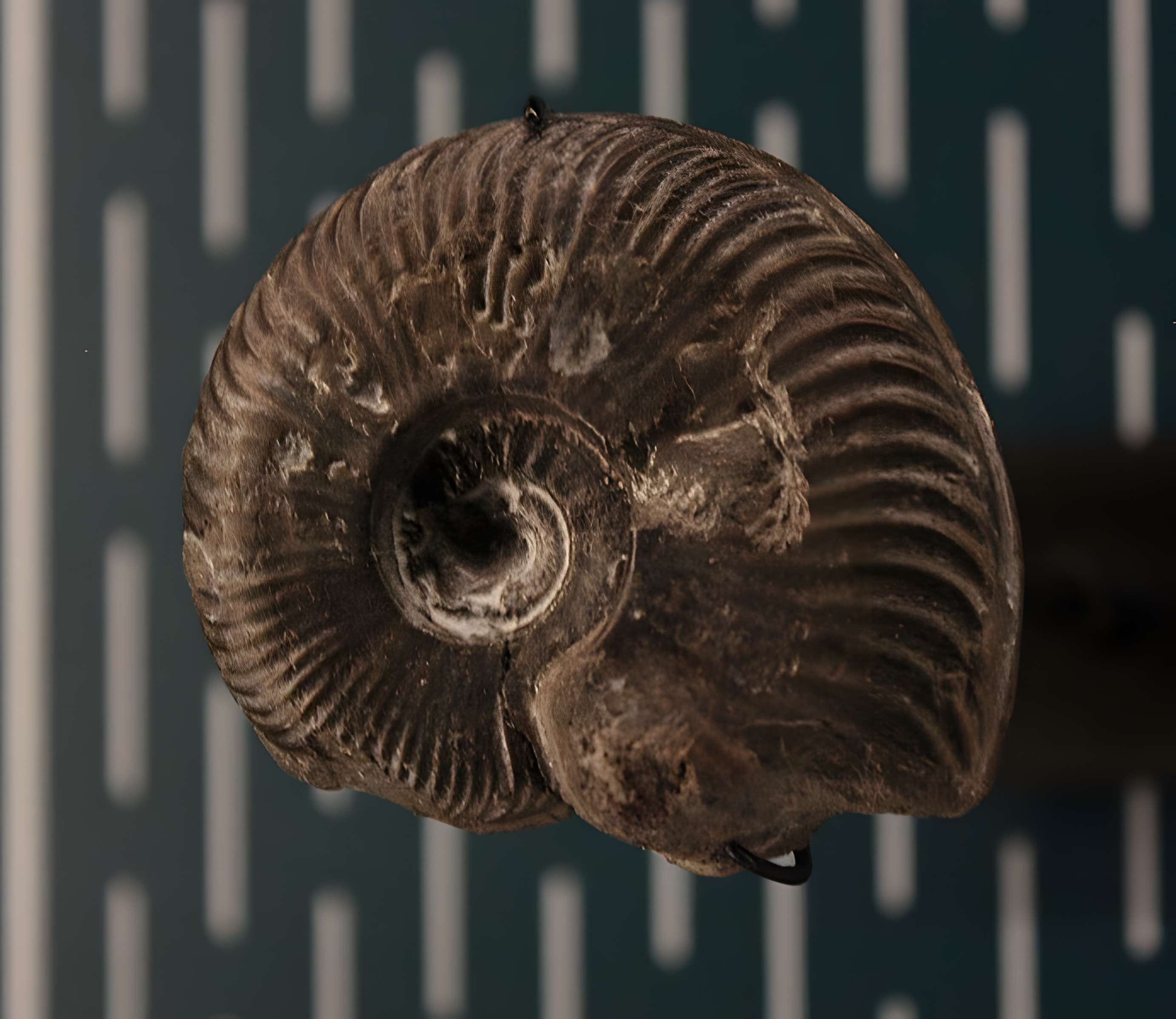 Hôtel de Fleury à Lodève