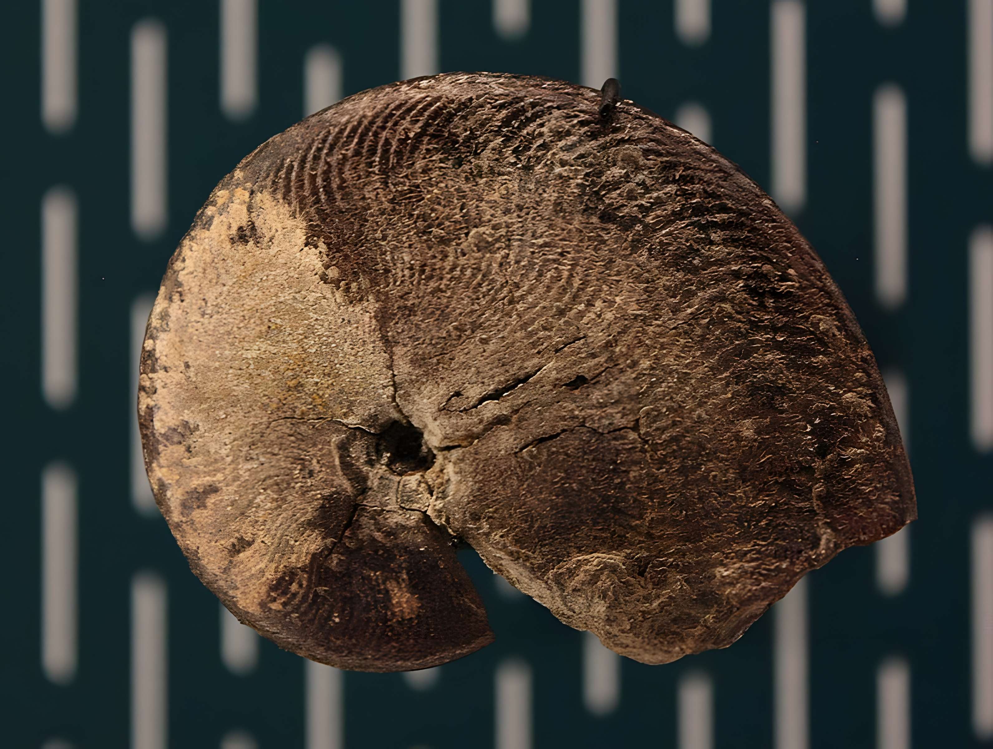 Hôtel de Fleury à Lodève