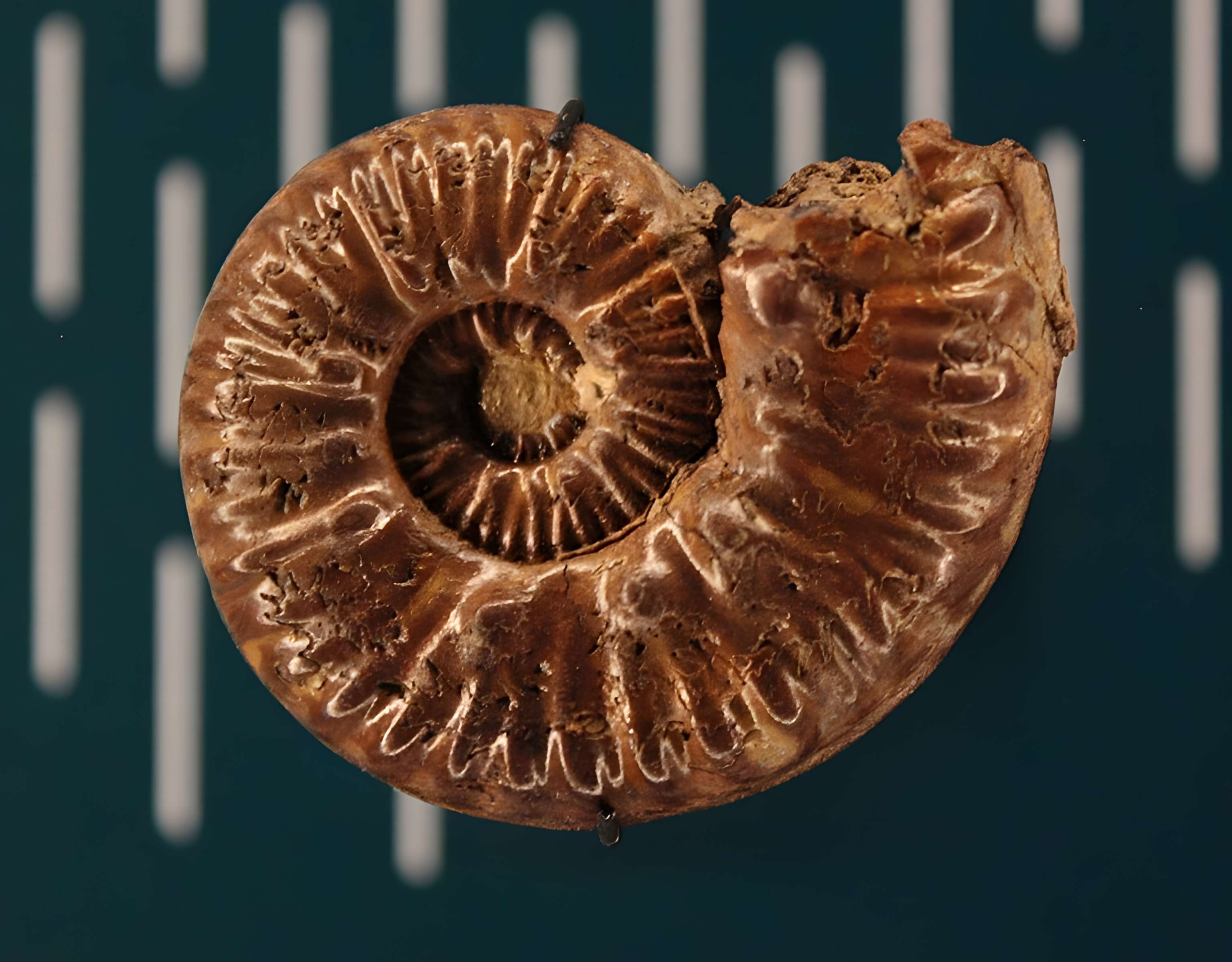 Hôtel de Fleury à Lodève