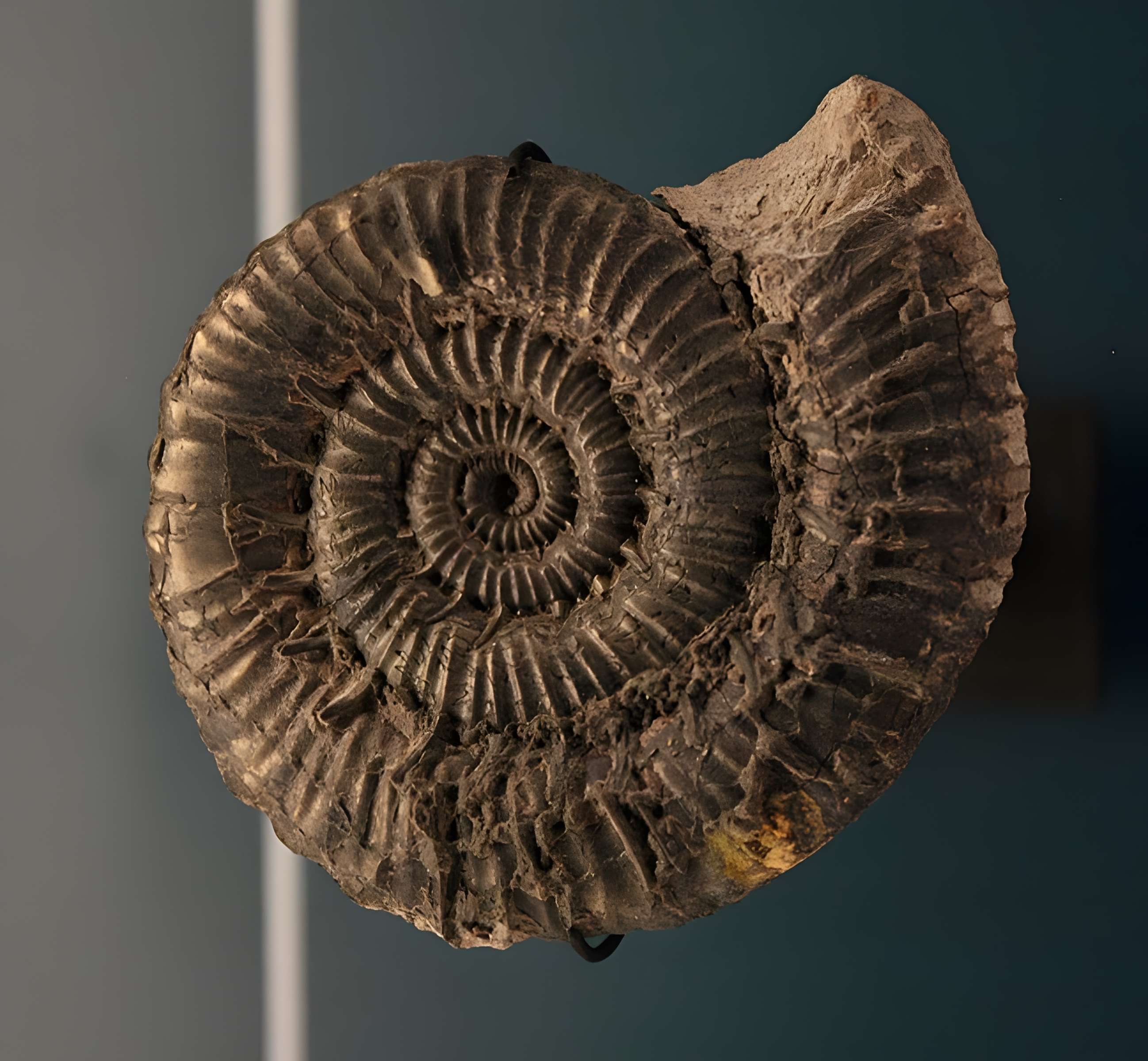 Hôtel de Fleury à Lodève