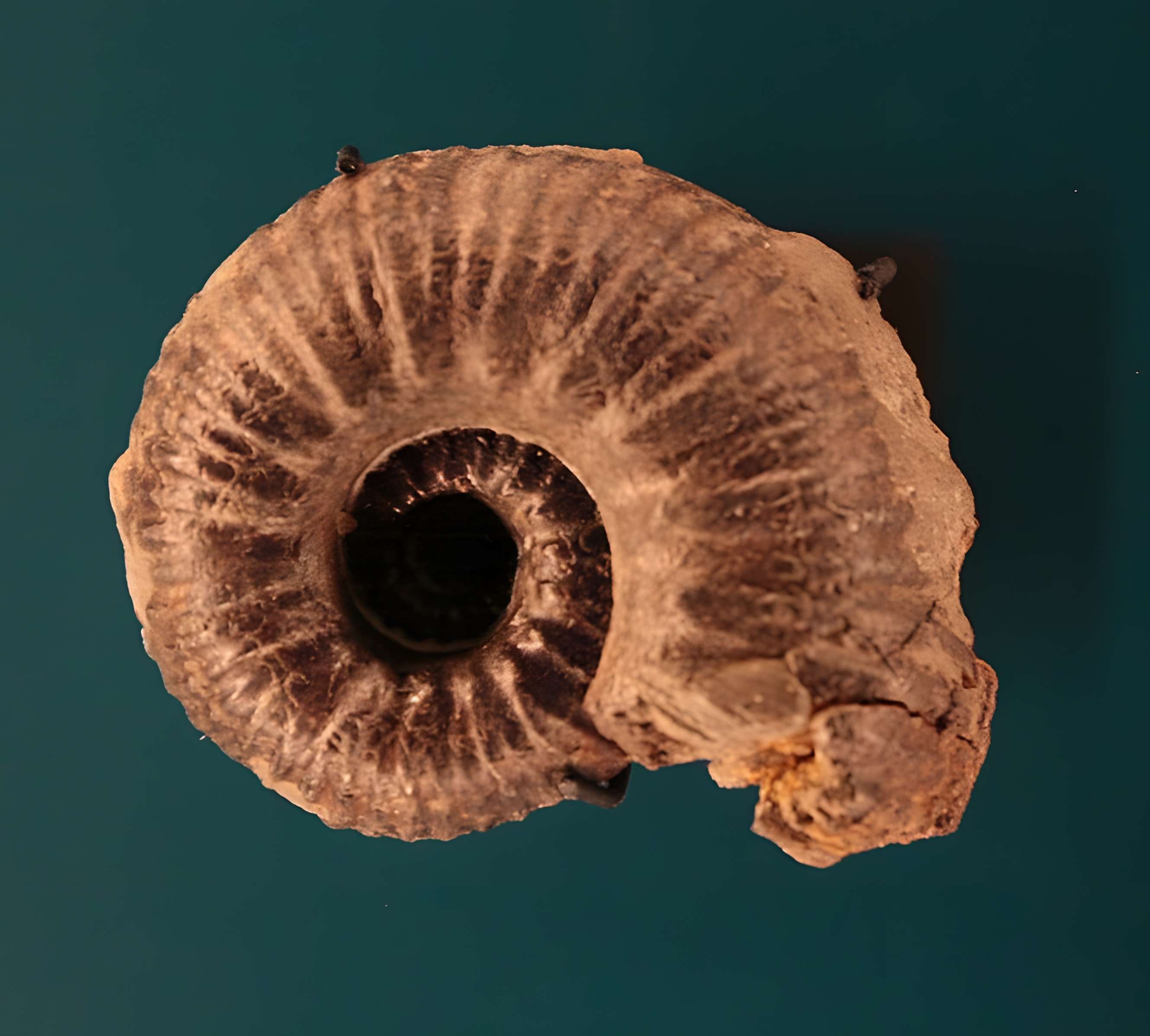 Hôtel de Fleury à Lodève