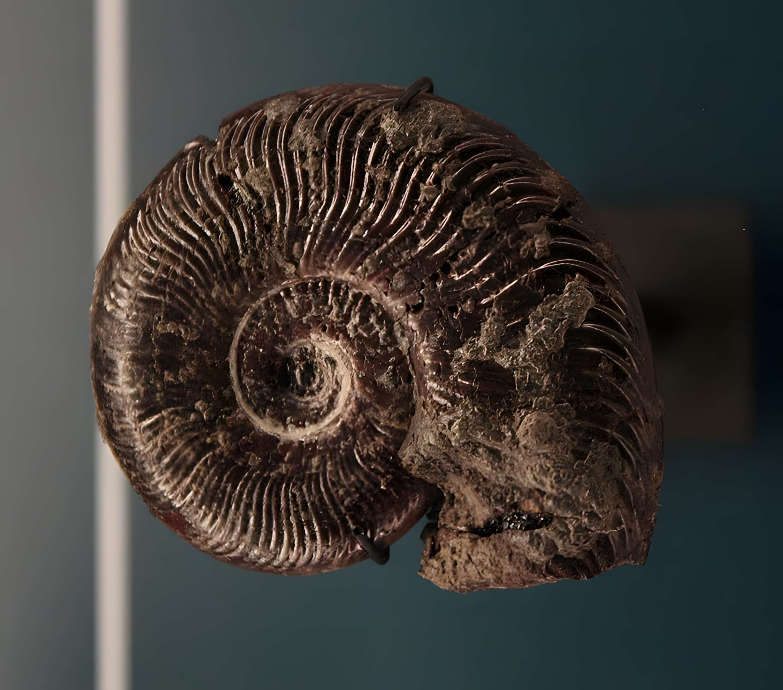 Hôtel de Fleury à Lodève