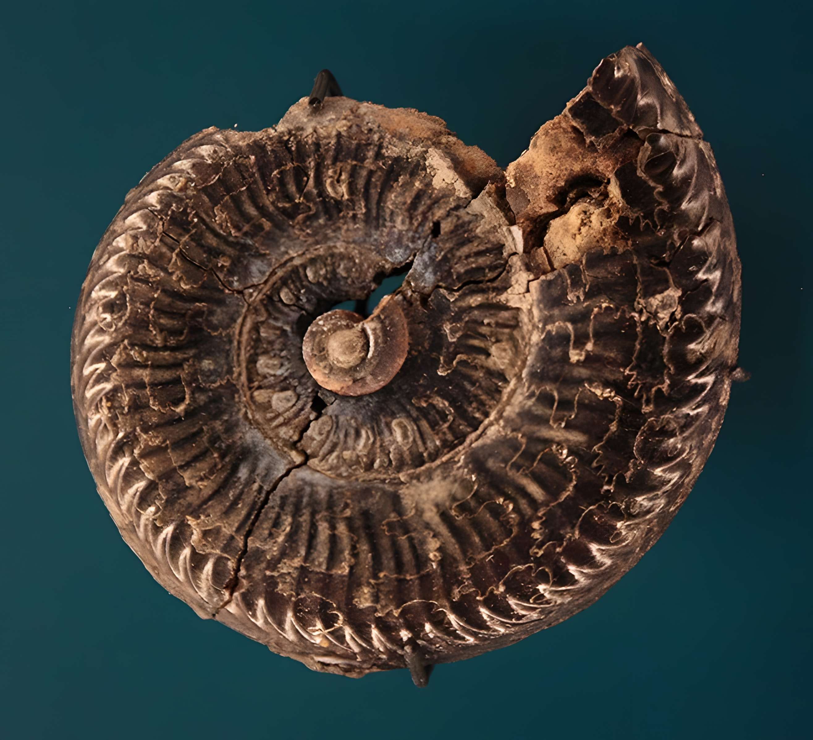 Hôtel de Fleury à Lodève