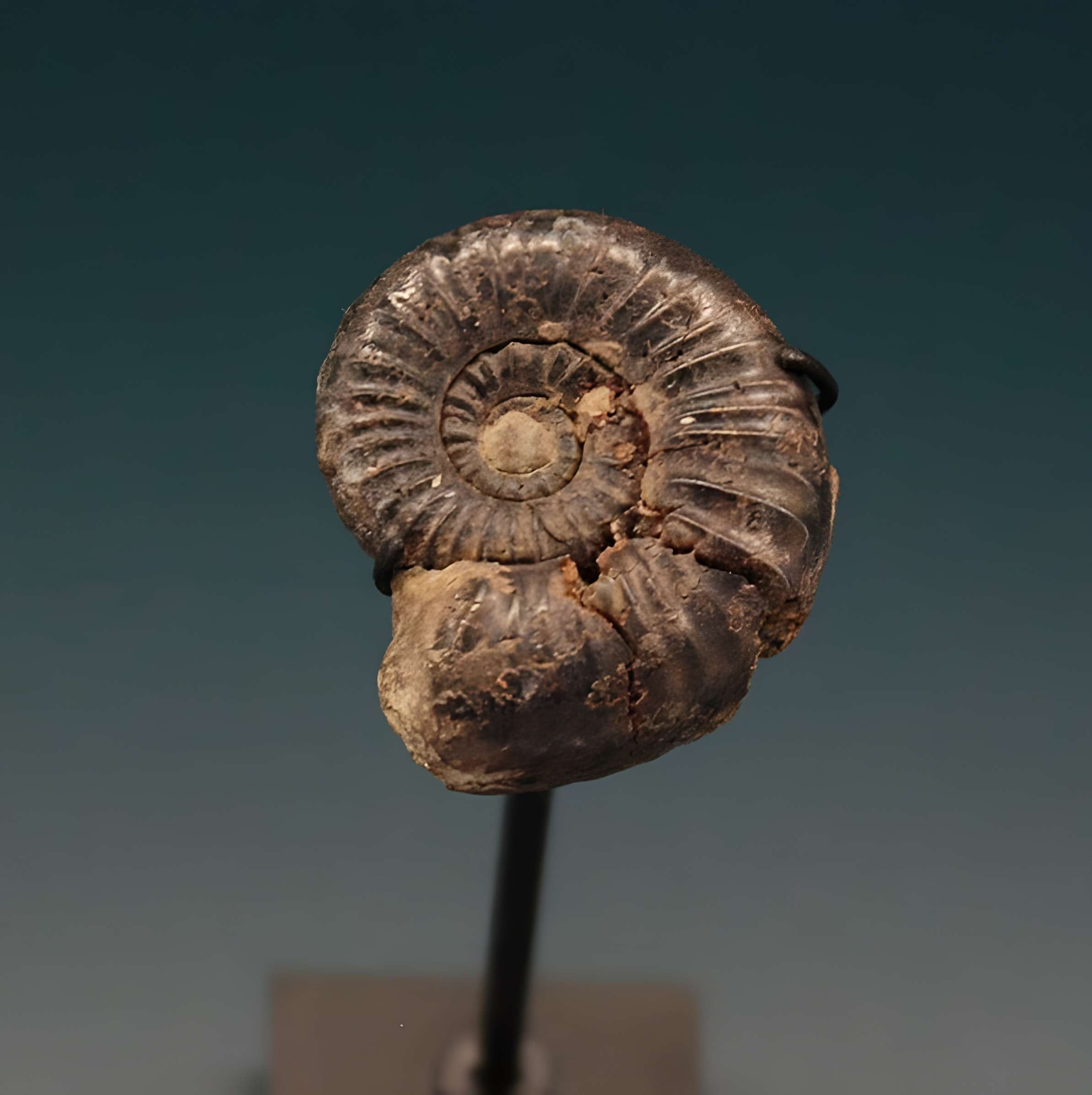 Hôtel de Fleury à Lodève