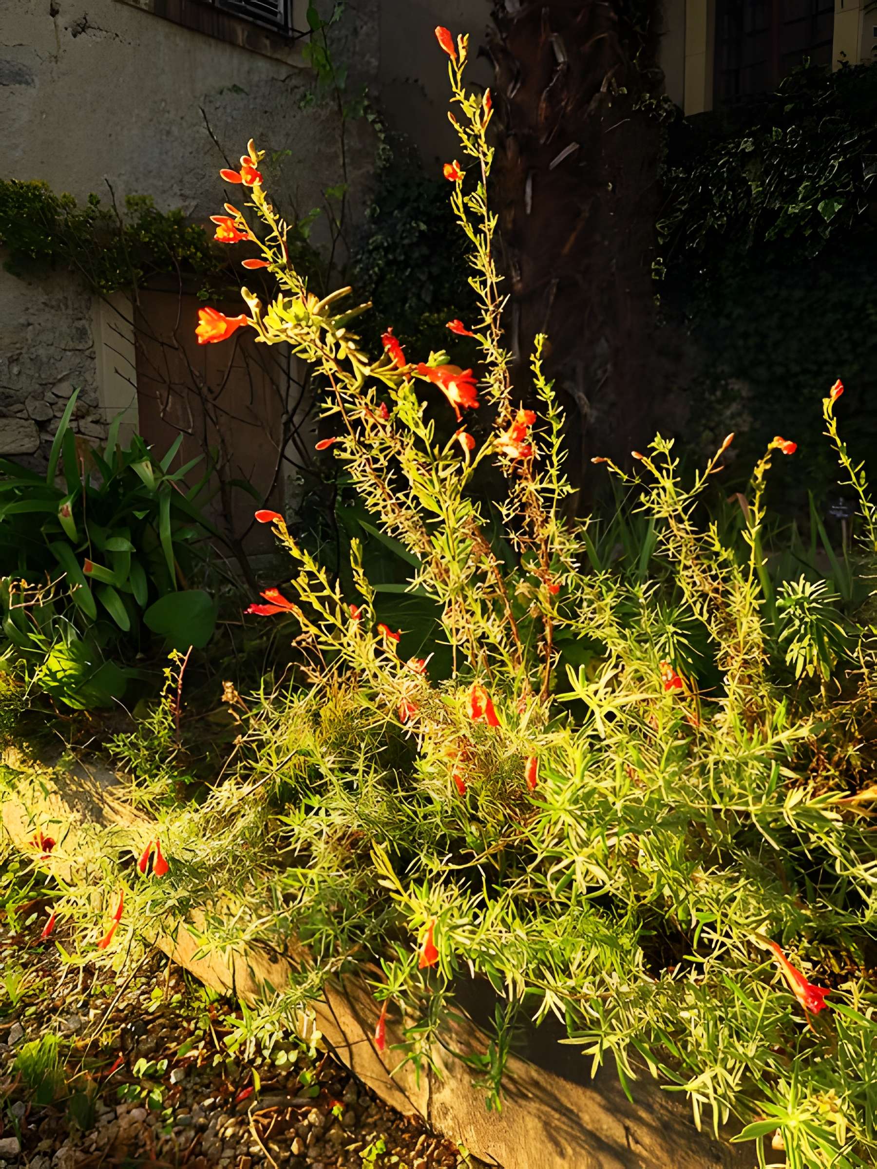 Hôtel-Dieu de Saint-Lizier