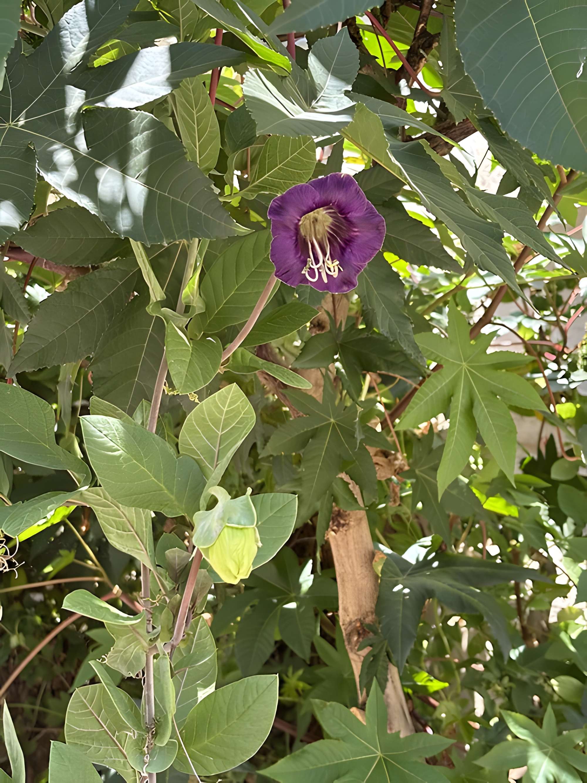 Hôtel-Dieu de Saint-Lizier